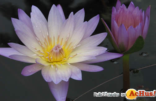 WATER LILY