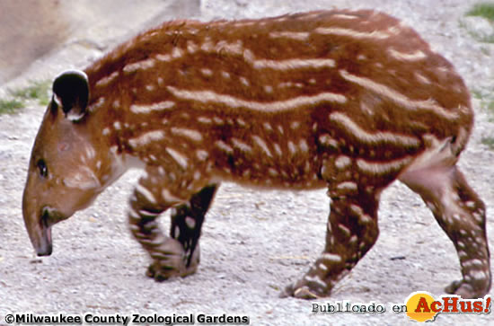 Bairds Tapir
