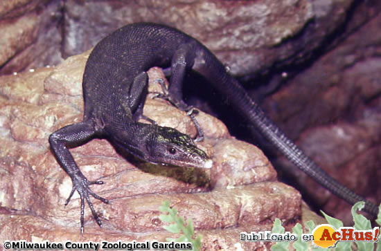 Black Tree Monitor