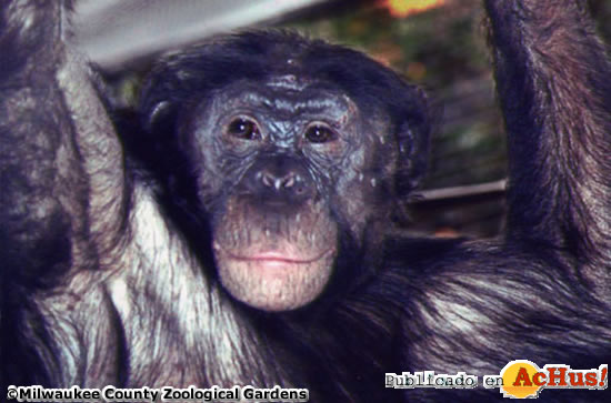 Bonobo