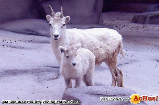 Dall Sheep
