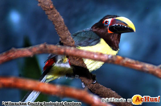 Green Aracari