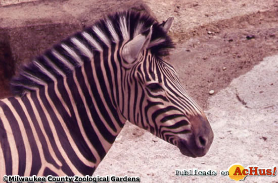 Zebra