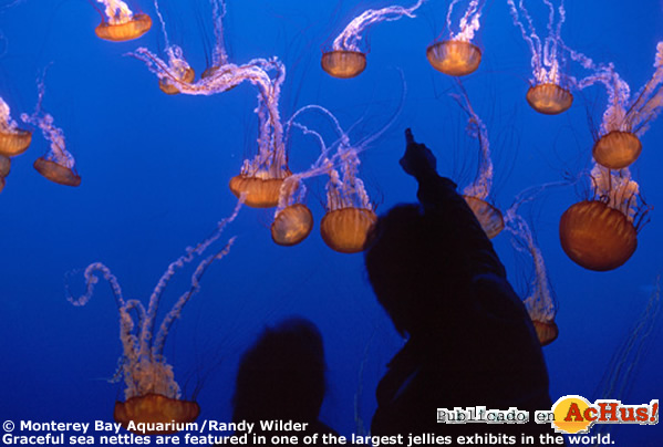 Monterey Bay Aquarium 03