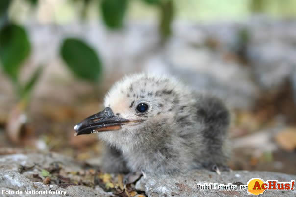 National Aviary