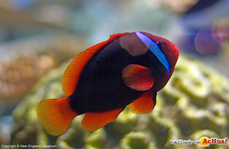 Clownfish