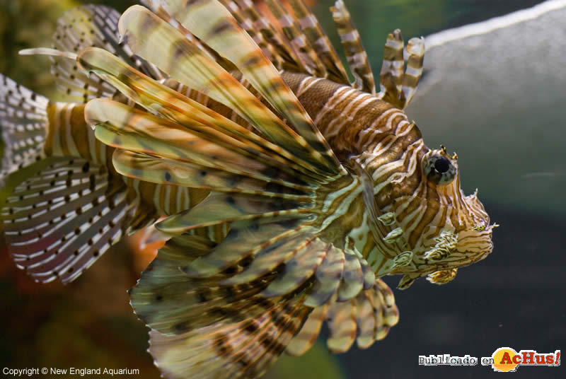 Lionfish