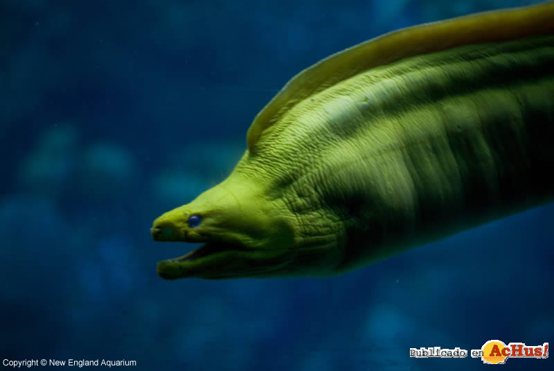 MorayEel