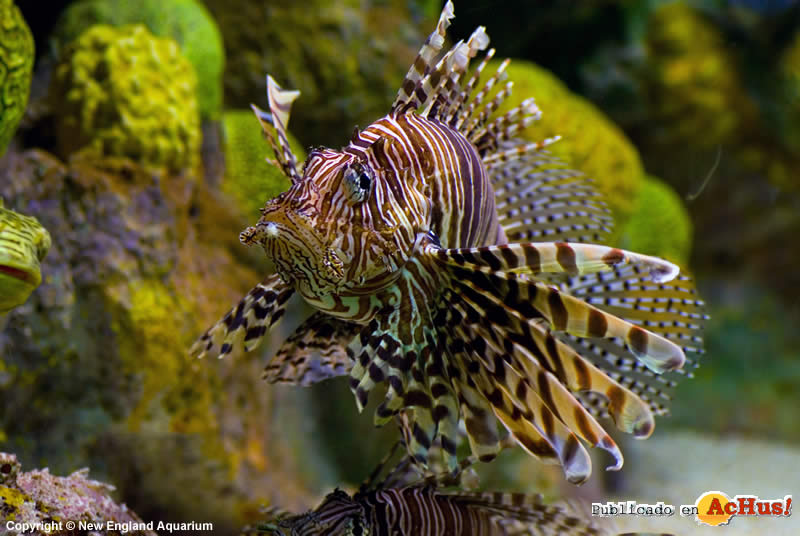 RedLionfish