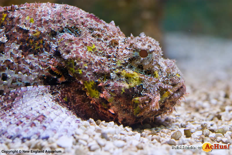 Stonefish