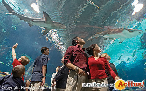 Newport Aquarium 03