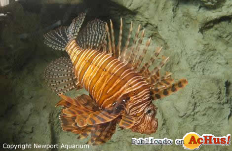 Newport Aquarium 06