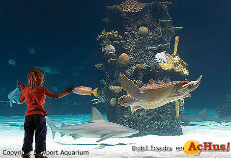 Newport Aquarium 08