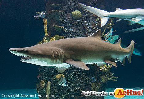 Newport Aquarium 11