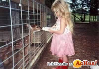 Old MacDonalds Petting Zoo 01