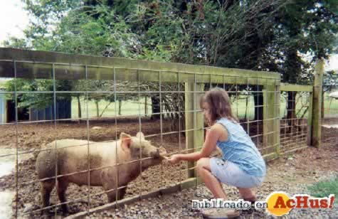 Old MacDonalds Petting Zoo 02