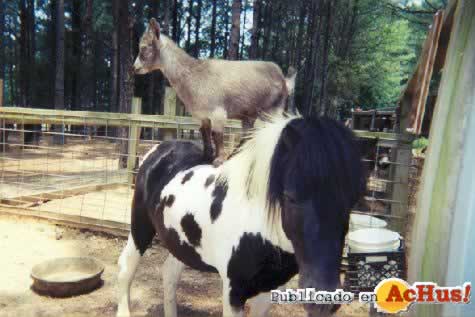 Old MacDonalds Petting Zoo 04