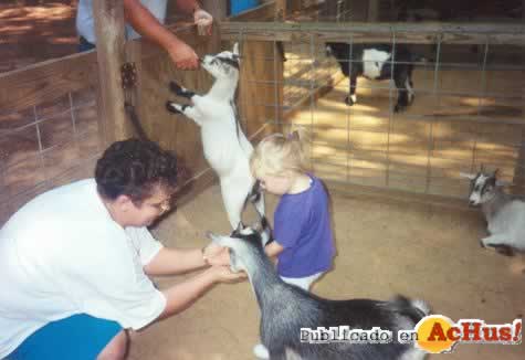 Old MacDonalds Petting Zoo 06