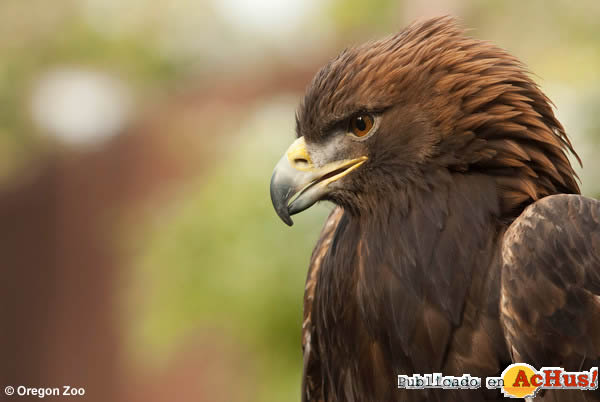 Golden Eagle