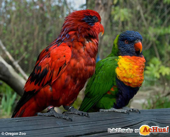 Lorikeets