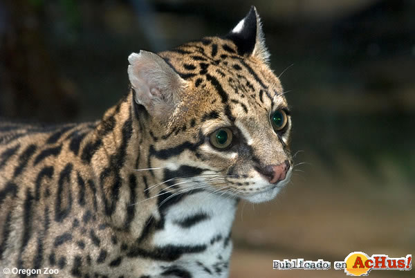 ocelot