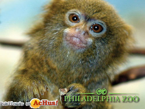 Pygmy Marmosets