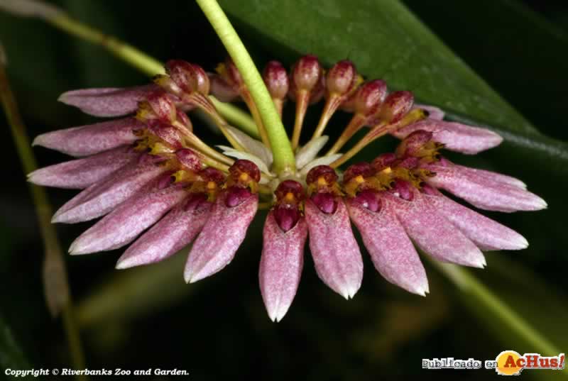 Bulbophyllum