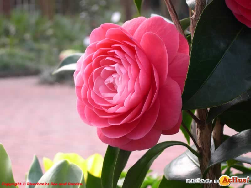 Camellia