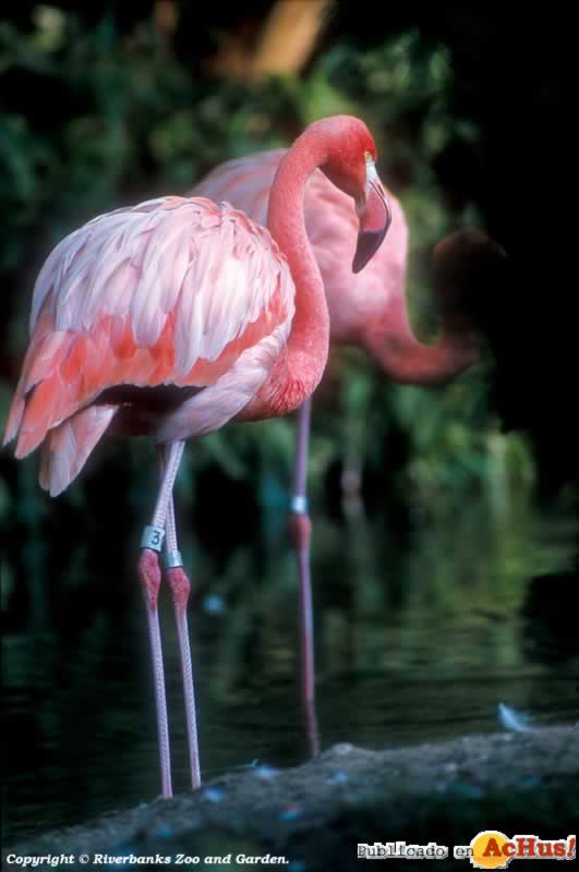 Caribbean Flamingo