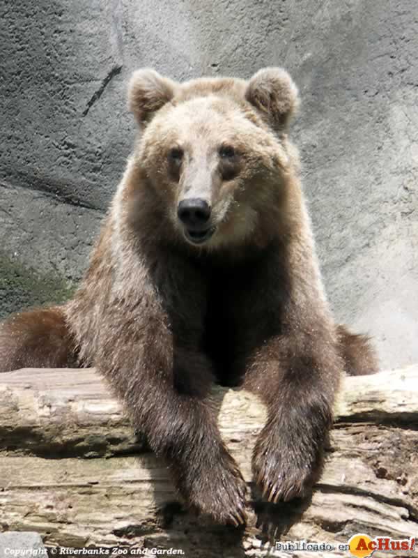 Grizzly Bear