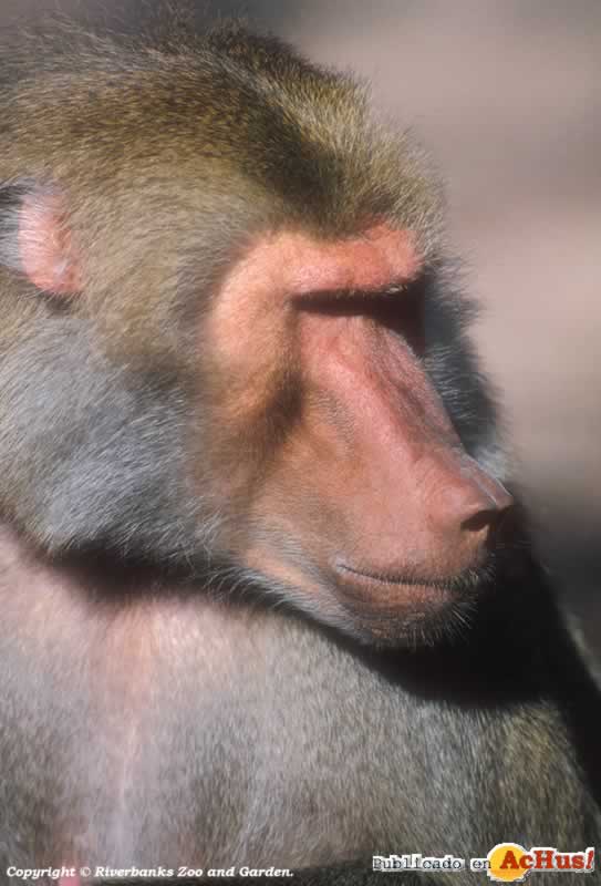 Hamadryas Baboon