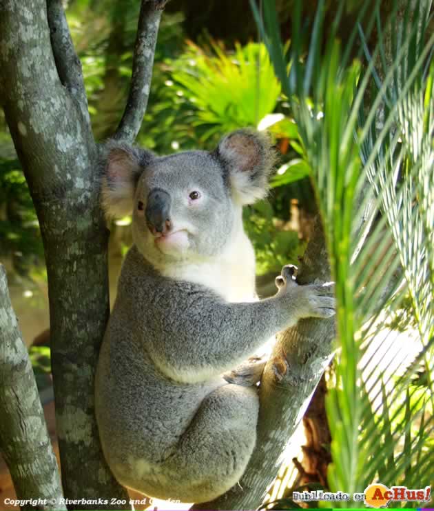 Koala