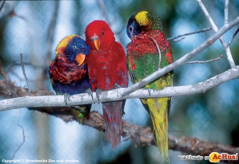 Lorikeet