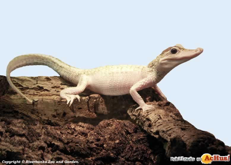 White Alligator