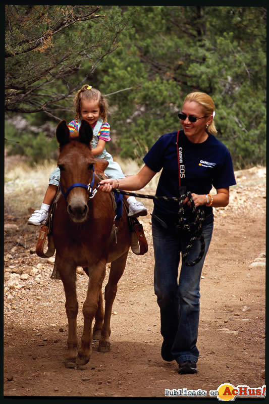 PettingZoo