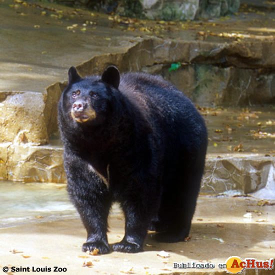 black bear
