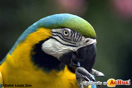 blue yellow macaw