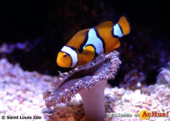 clownfish