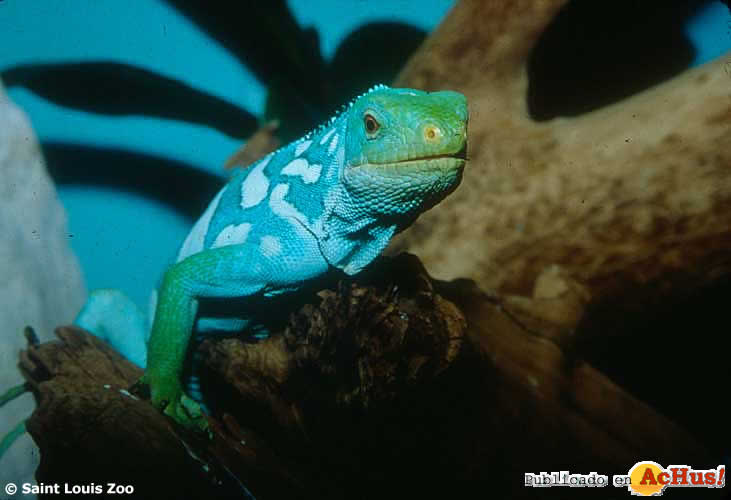 figi iguana