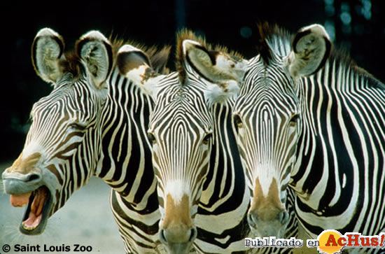 grevys zebra