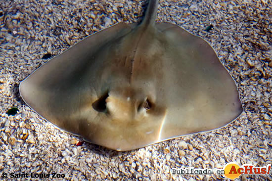 southern Stingray