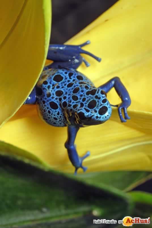 Aquarium_3frog