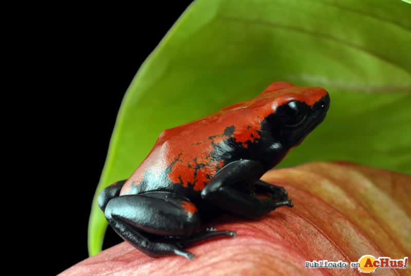 Aquarium_4frog