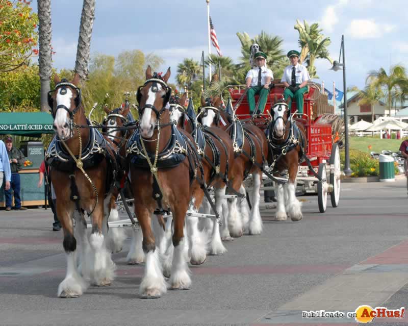 Clydesdales