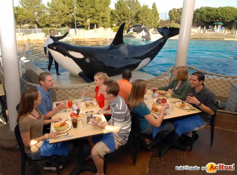 DineWithShamu