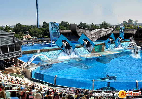 Shamu_Show