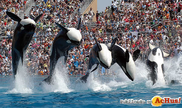 Shamu_Show2