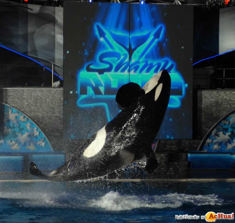 shamu