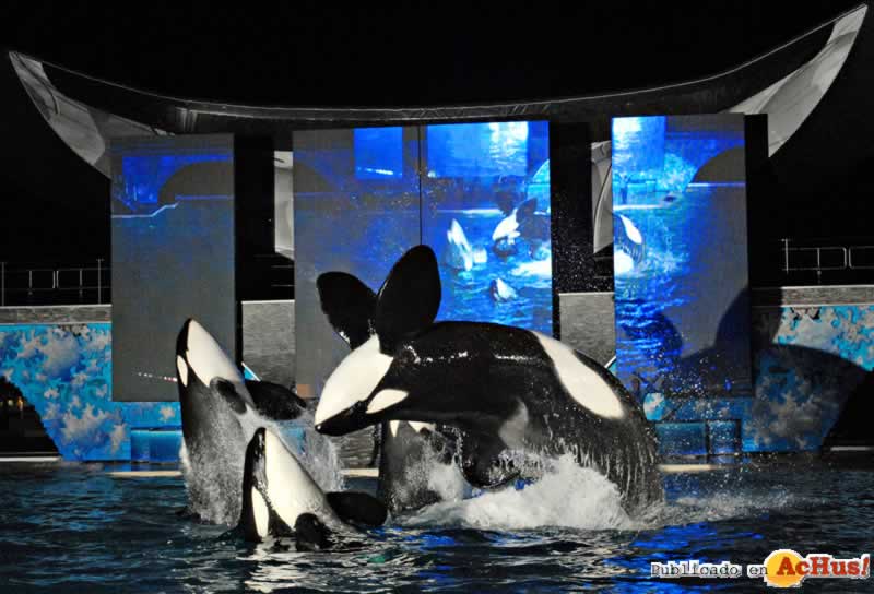 shows orcas