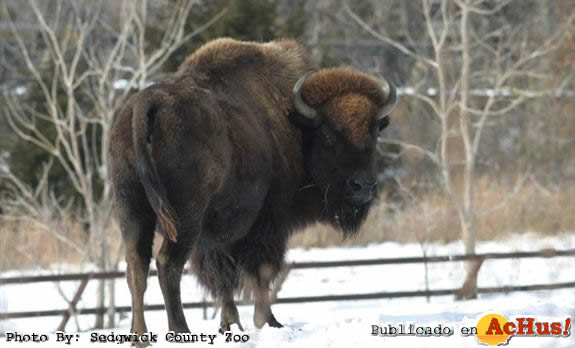 Sedgwick County Zoo 06